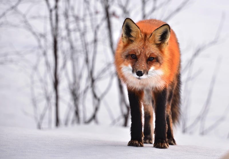 Survival in the Wilderness